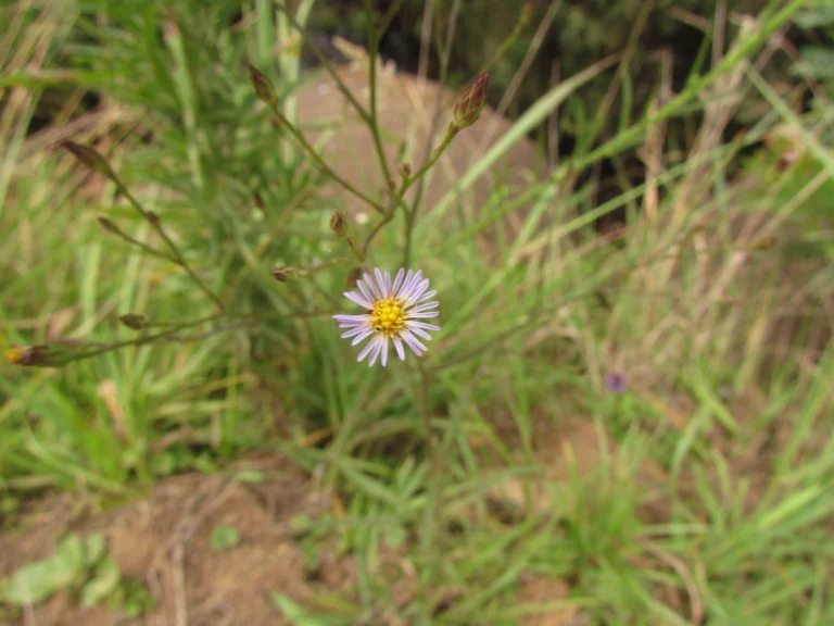 Symphyotrichum graminifolium (3)
