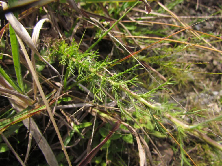 Sommerfeltia spinulosa (7)