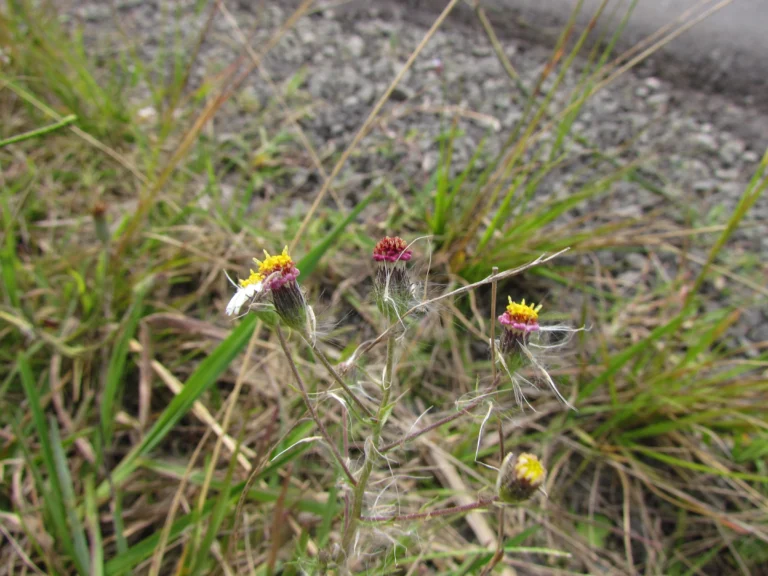 Sommerfeltia spinulosa (4)