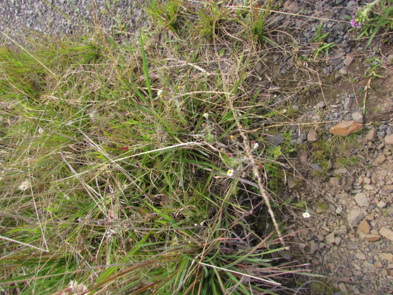 Sommerfeltia spinulosa (1)