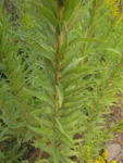 Solidago chilensis (19)