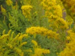 Solidago chilensis (18)
