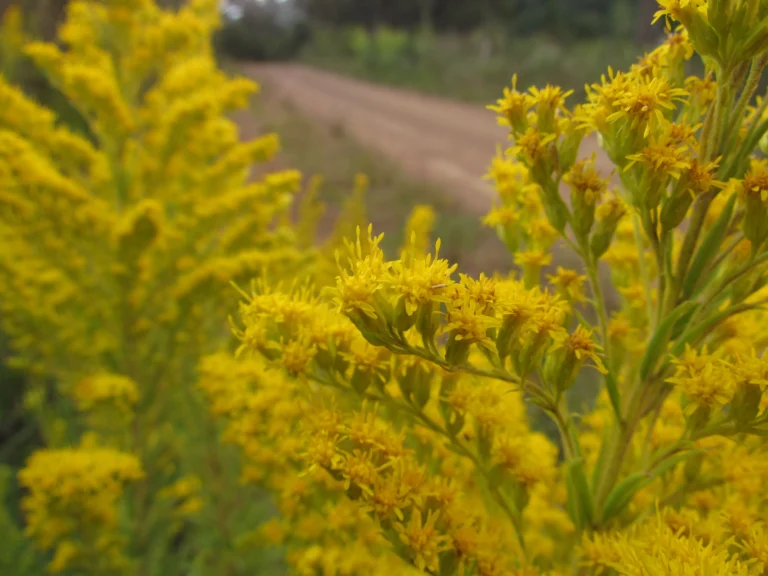 Solidago chilensis (15)