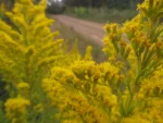Solidago chilensis (16)