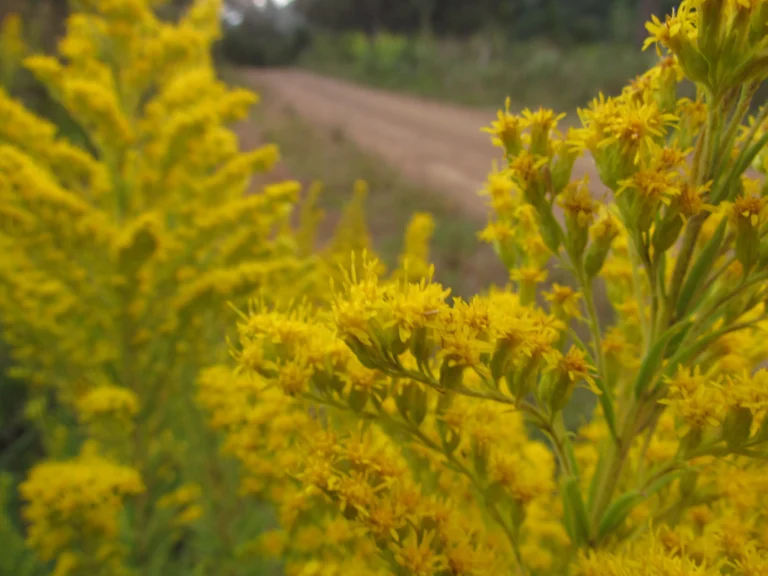 Solidago chilensis (16)