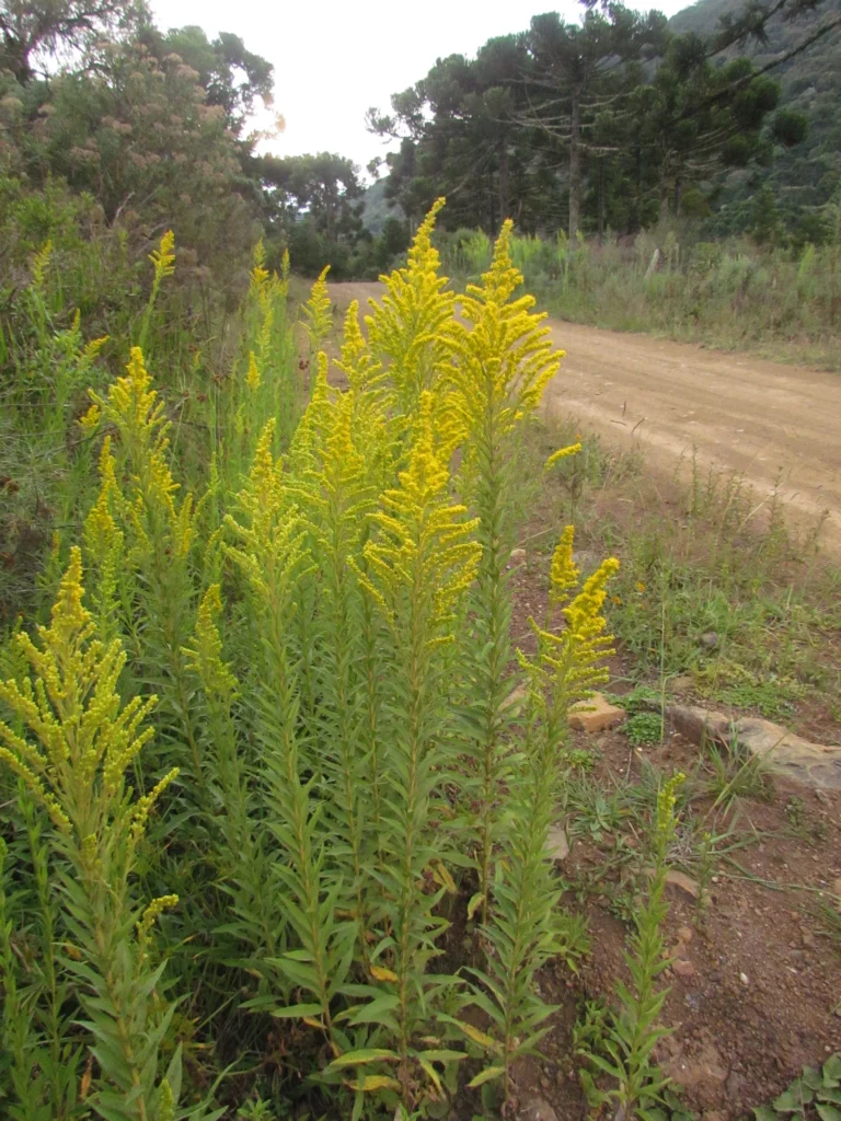 Solidago chilensis (11)