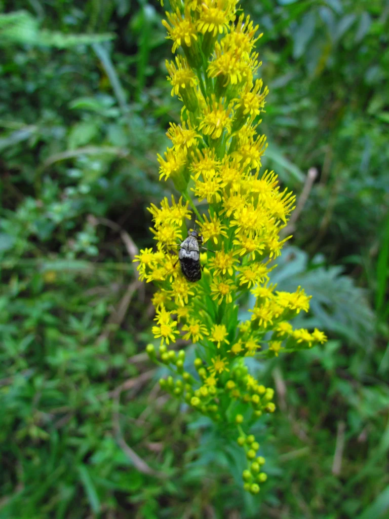 Solidago chilensis (8)