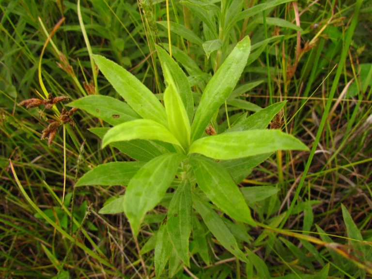 Solidago chilensis (4)