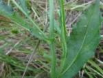 Podocoma hirsuta (38)