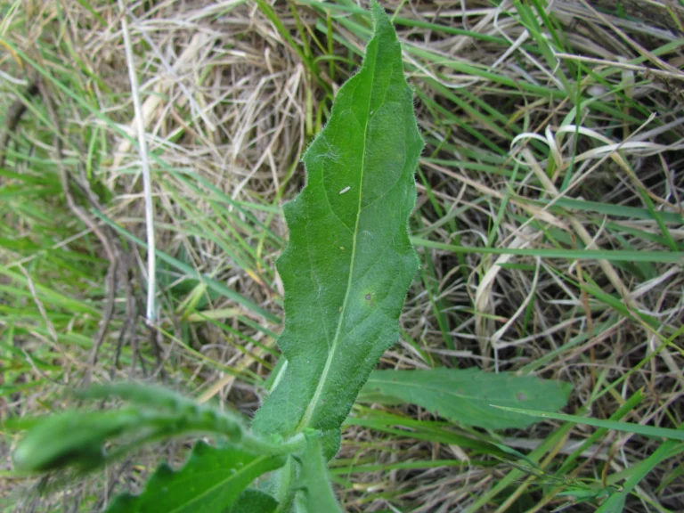 Podocoma hirsuta (39)