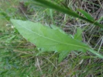 Podocoma hirsuta (36)