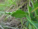 Podocoma hirsuta (35)