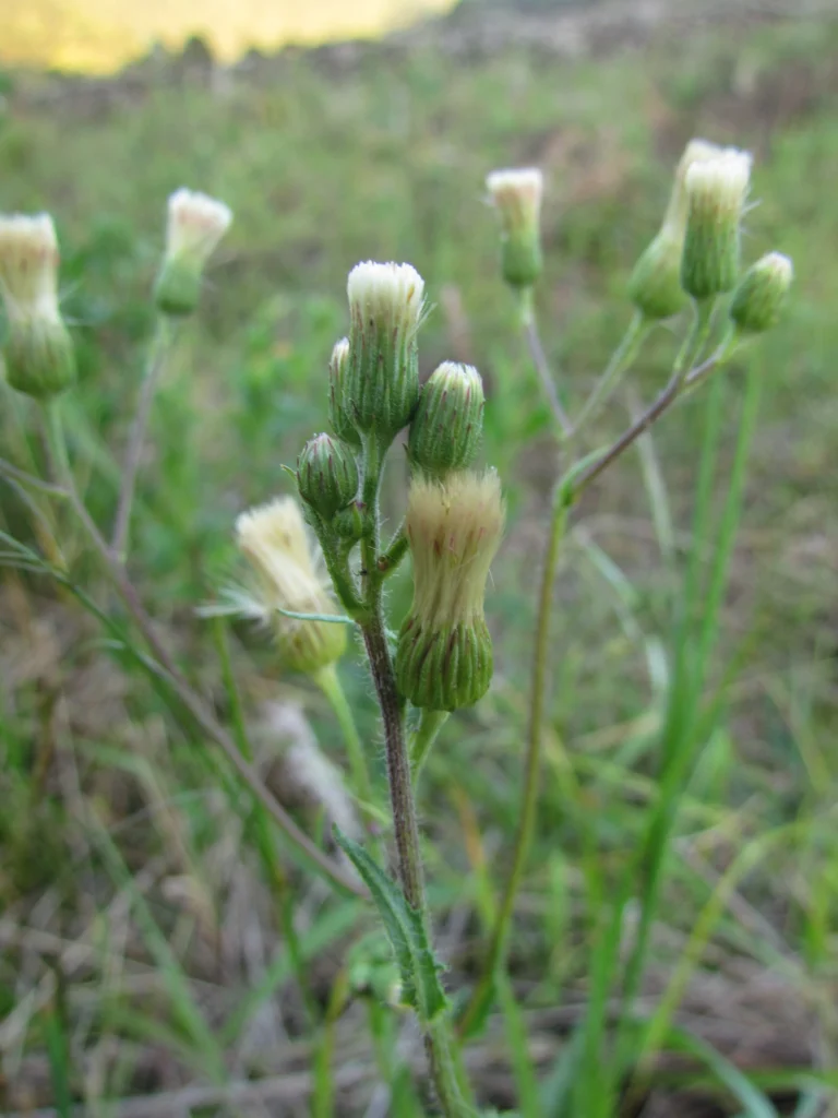 Podocoma hirsuta (32)