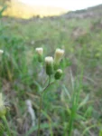 Podocoma hirsuta (29)