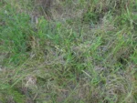 Podocoma hirsuta (28)