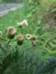 Podocoma hirsuta (26)
