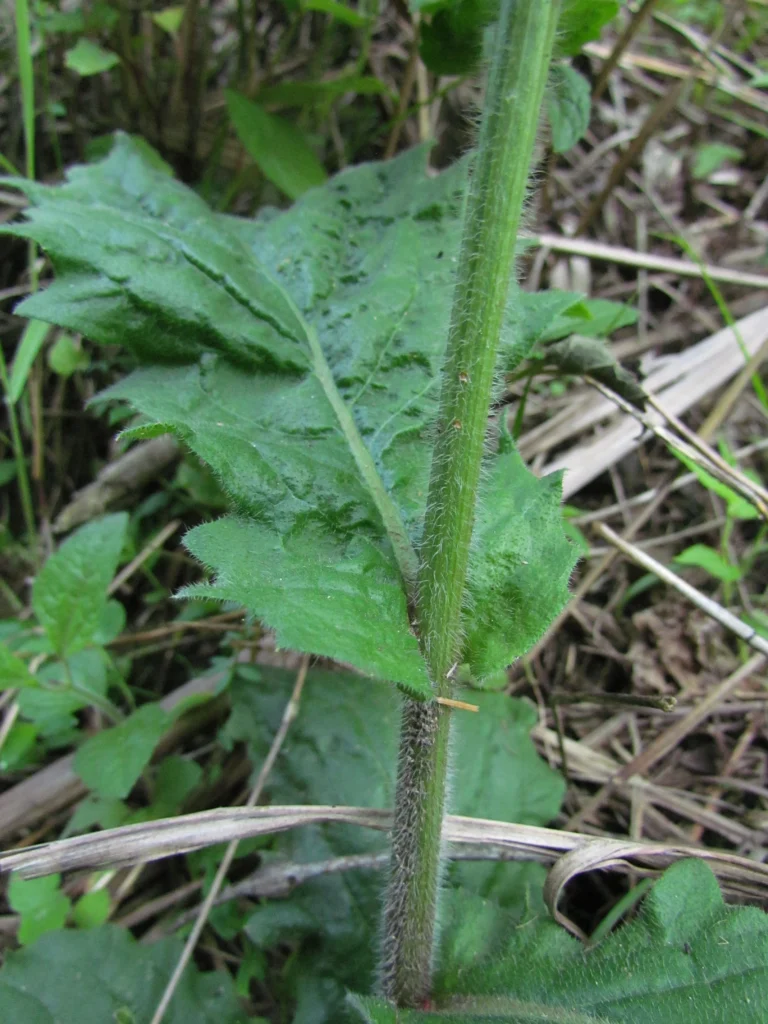 Podocoma hirsuta (23)