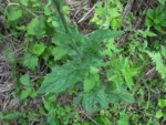 Podocoma hirsuta (20)