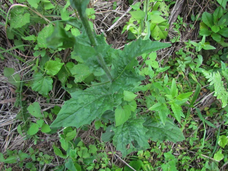 Podocoma hirsuta (20)