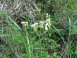 Podocoma hirsuta (15)