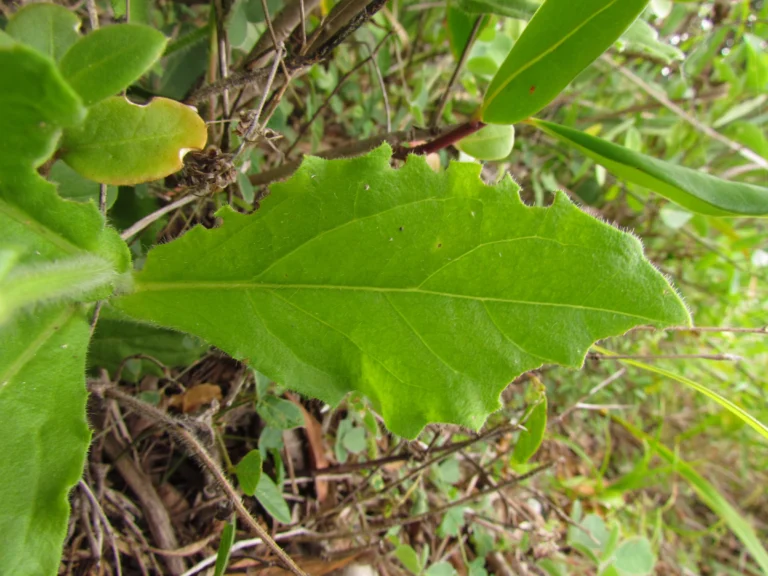 Podocoma hirsuta (8)