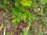 Podocoma hirsuta (5)