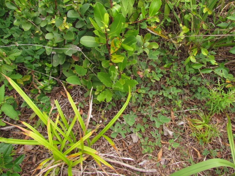 Podocoma hirsuta (3)