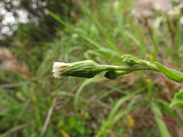 Podocoma hirsuta (1)