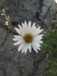 Noticastrum hatschbachii (29)