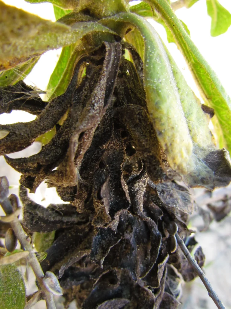 Noticastrum hatschbachii (25)