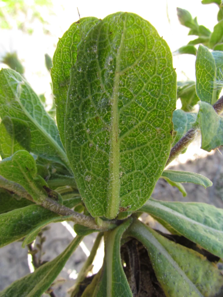 Noticastrum hatschbachii (26)