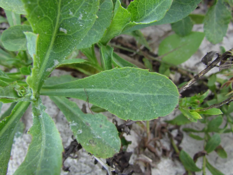 Noticastrum hatschbachii (20)