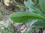 Noticastrum hatschbachii (21)