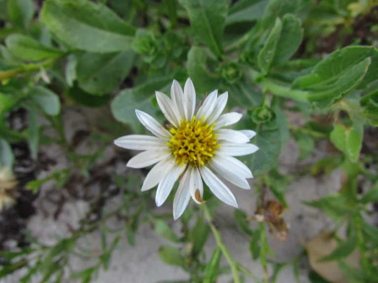 Noticastrum hatschbachii (16)