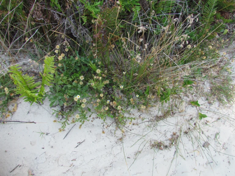 Noticastrum hatschbachii (13)
