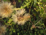 Noticastrum hatschbachii (10)