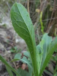 Noticastrum hatschbachii (11)