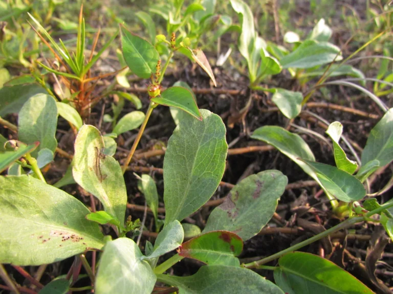 Noticastrum hatschbachii (9)
