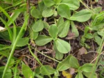 Noticastrum decumbens (22)