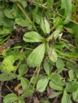 Noticastrum decumbens (23)