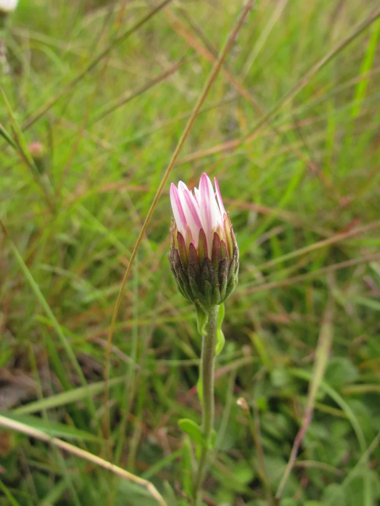 Noticastrum decumbens (20)