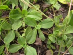 Noticastrum decumbens (21)