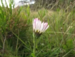 Noticastrum decumbens (18)
