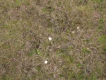 Noticastrum decumbens (11)