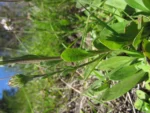 Noticastrum decumbens (8)