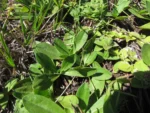 Noticastrum decumbens (5)