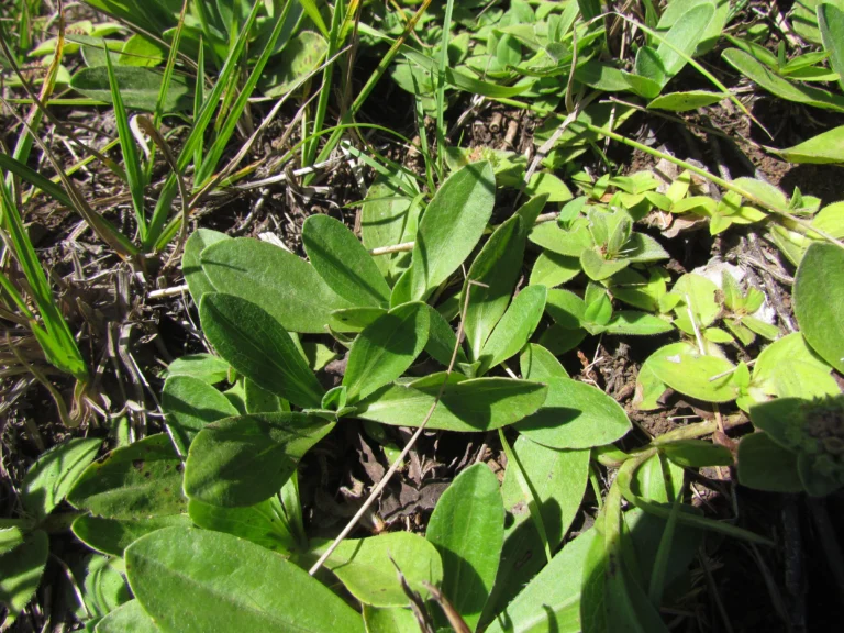 Noticastrum decumbens (5)