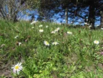 Noticastrum decumbens (3)