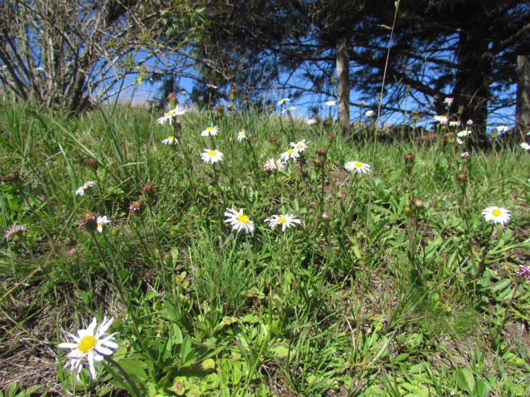 Noticastrum decumbens (3)
