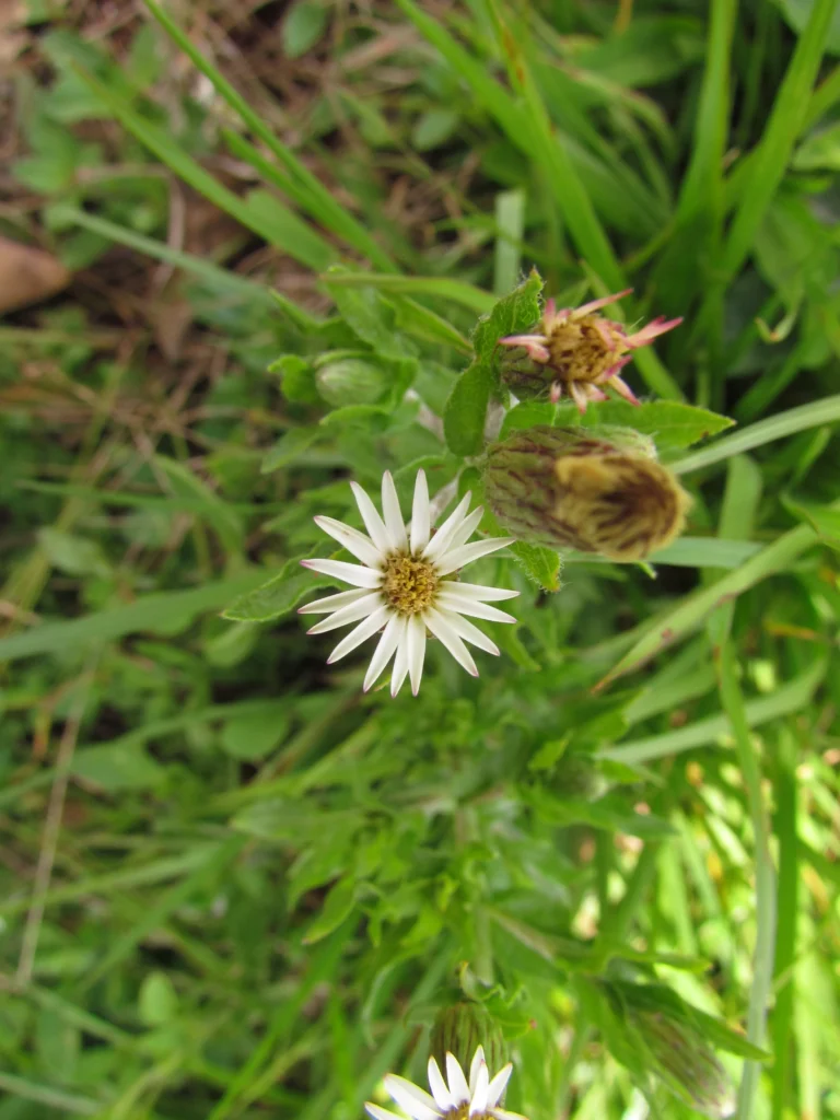 Noticastrum calvatum (40)